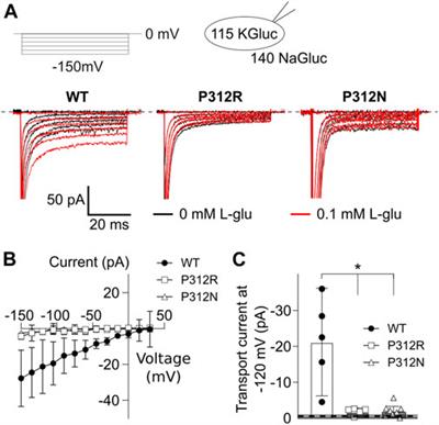 Apo state pore opening as functional basis of increased EAAT anion channel activity in episodic ataxia 6